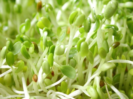Why Sprouts May Not Be Safe to Eat