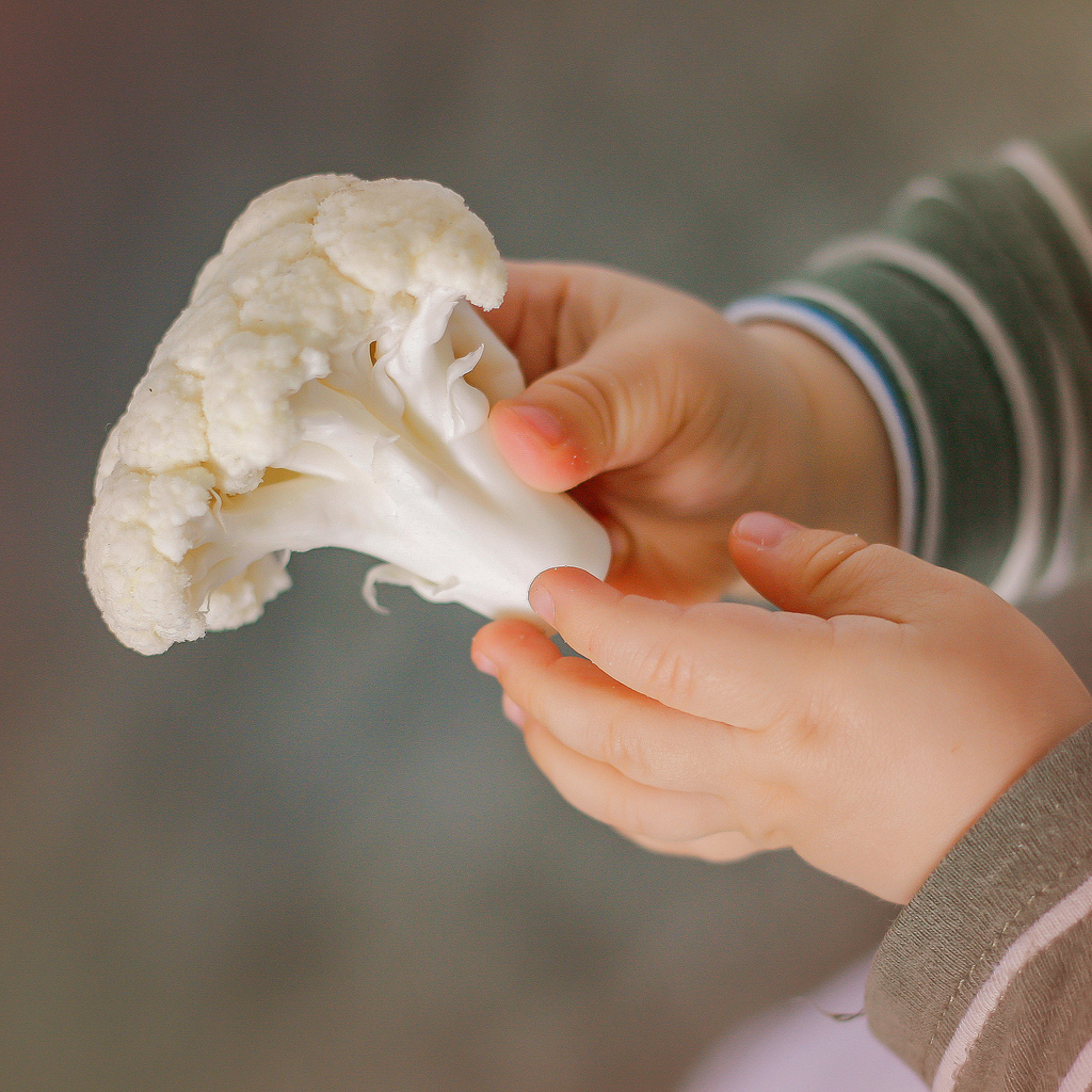 baby hands holding a piece of cauliflower
